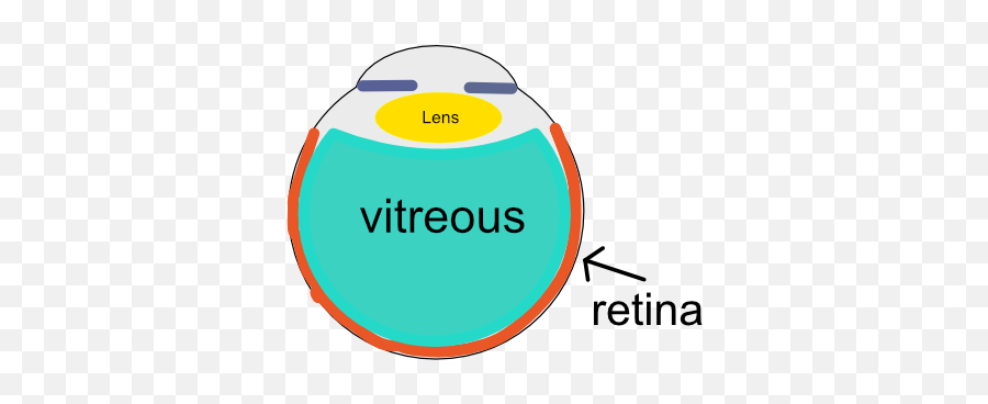 Flashes And Floaters - Retina Consultants Of Southern Colorado Circle Png,Triggered Eyes Png