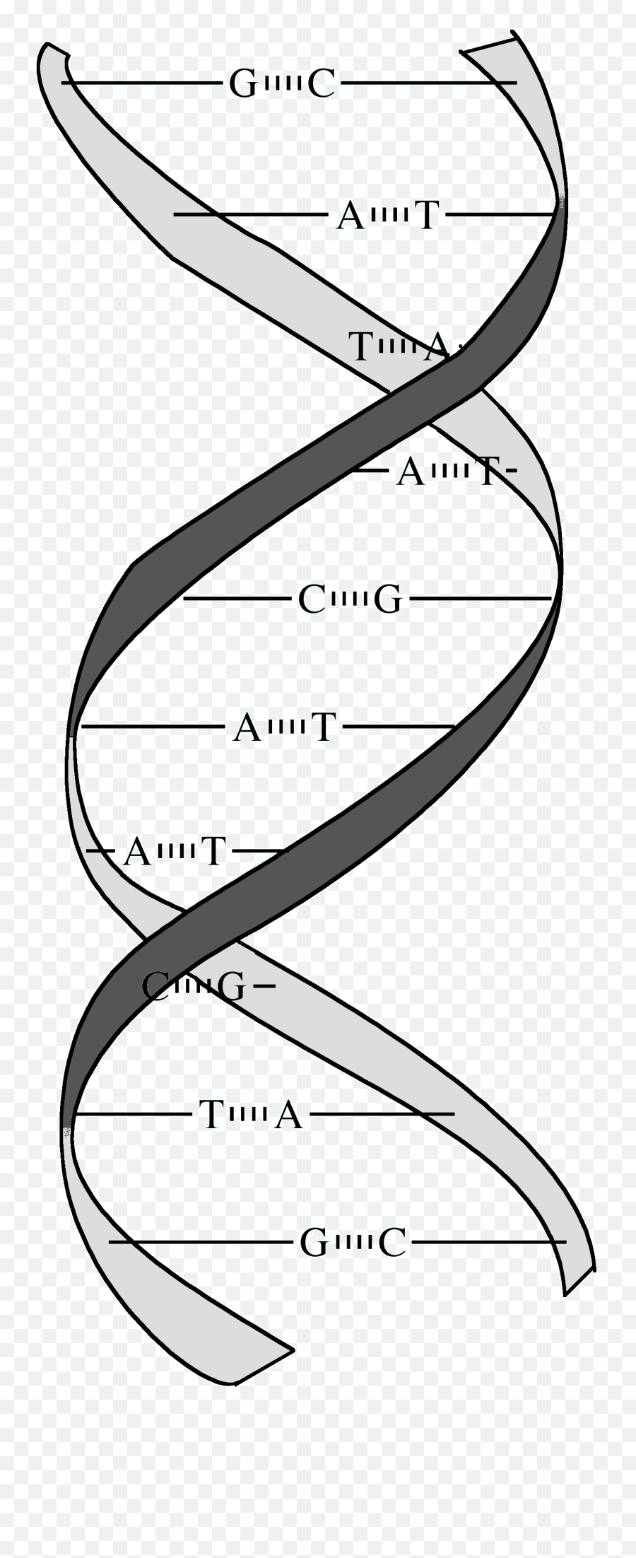 Dna Double Helix - Diagram Full Size Png Download Seekpng Diagram,Double Helix Png