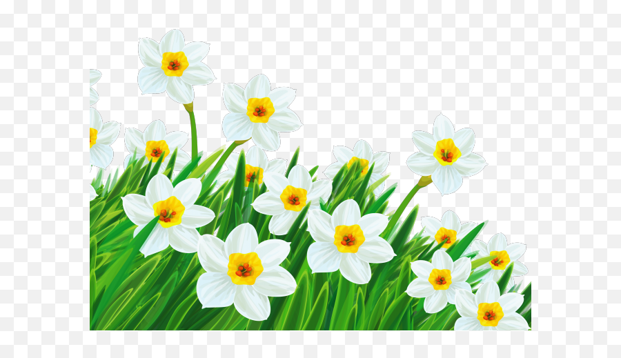 Easter Flower Clipart Daffodil - Spring Flowers Transparent Beautiful Happy Good Morning Saturday Png,Flower With Transparent Background