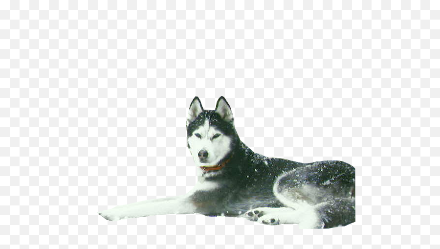 Download Be Sure To Save That Image As A Png File Jpg - Sled Dog Transparent Background,Husky Transparent