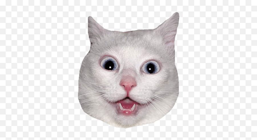 White Cat Head Meme Transparent Png - Drivers License Photo Meme,Meme Png