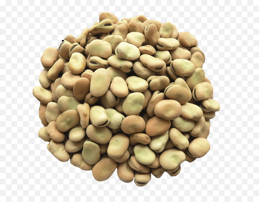 Beans Vector Dried - Fava Beans Png Transparent Cartoon Fava Beans Png,Beans Png