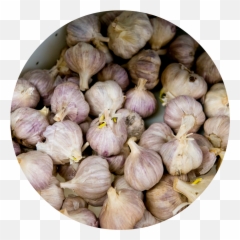 Super Kitchen Supper - Elephant Garlic Png,Garlic Png