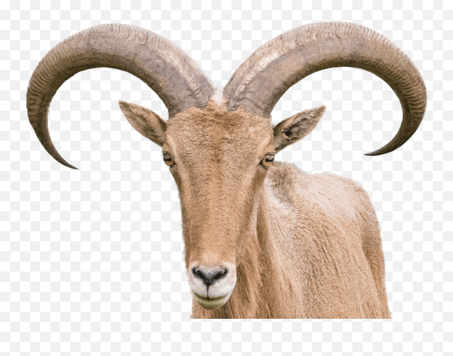 Goat Horn Png Transparent Image - Sheep With Horns Png,Goat Horns Png