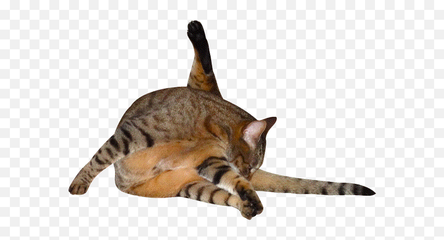 The Elusive Peanut - Transparent Dancing Cat Gif Png,Dancing Cat Gif Transparent