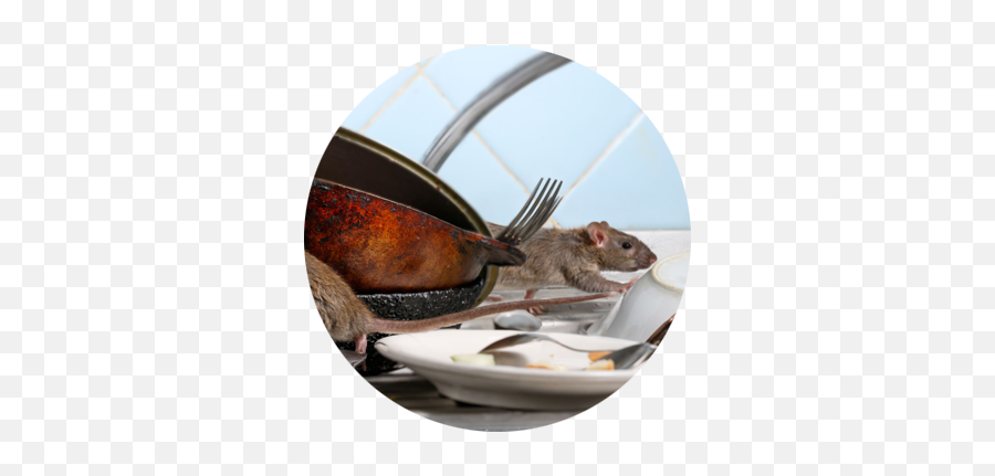 Rodents - Tikus Rumah Png,Mouse Rodent Icon