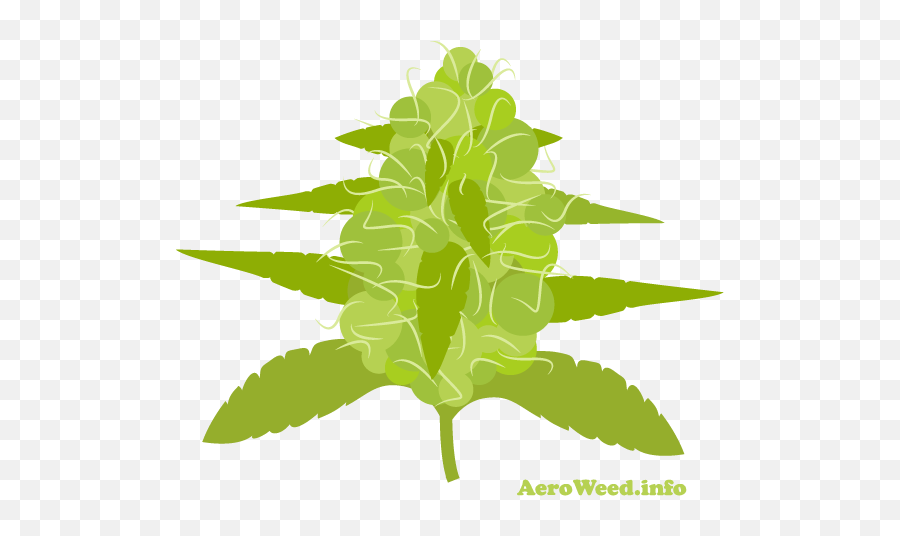 Flowering Stage For Marijuana Plants In An Aerogarden - Illustration Png,Marijuana Plant Png