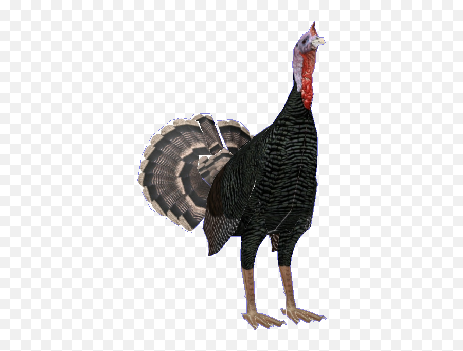 Thanksgiving Turkey - Stisim Drive Wild Turkey Png,Thanksgiving Turkey Png