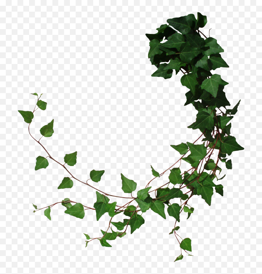 Ivy Png Clipart - Transparent Poison Ivy Png,Ivy Png
