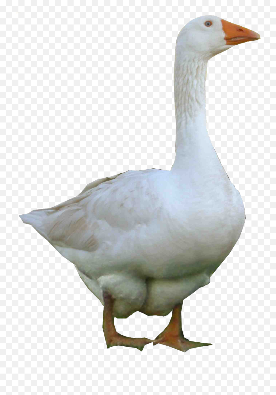 Png Images Transparent Free Download - Goose Png,Goose Transparent