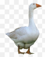Png Images Transparent Free Download - Goose Png,Goose Transparent