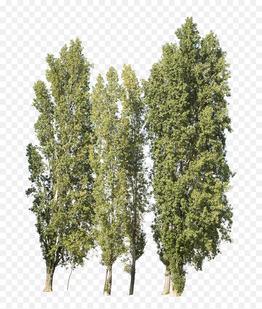 Populus Nigra Group - Pond Pine Png,Forest Trees Png