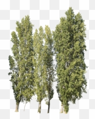 Populus Nigra Group - Pond Pine Png,Forest Trees Png