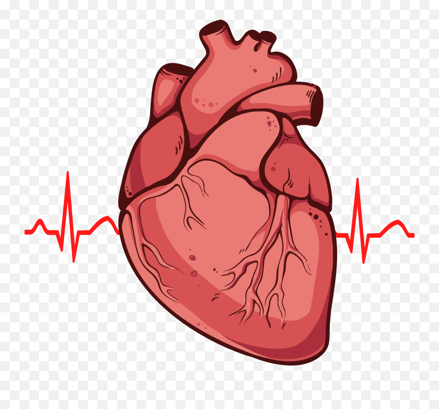 Real Heart Png - Real Heart Png Transparent,Heart Image Png