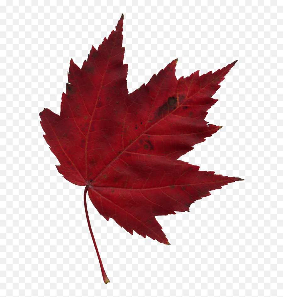 Japanese Maple Leaf Autumn - Canadian Maple Leaf Transparent Background Png,Japanese Maple Png