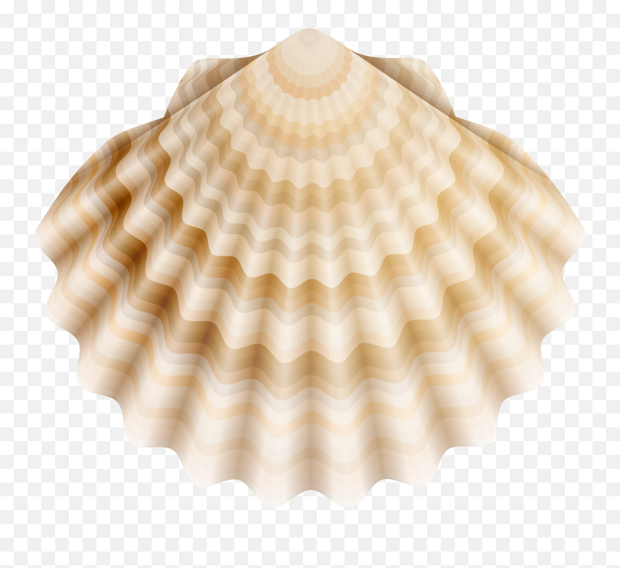 Picture Png Scallop