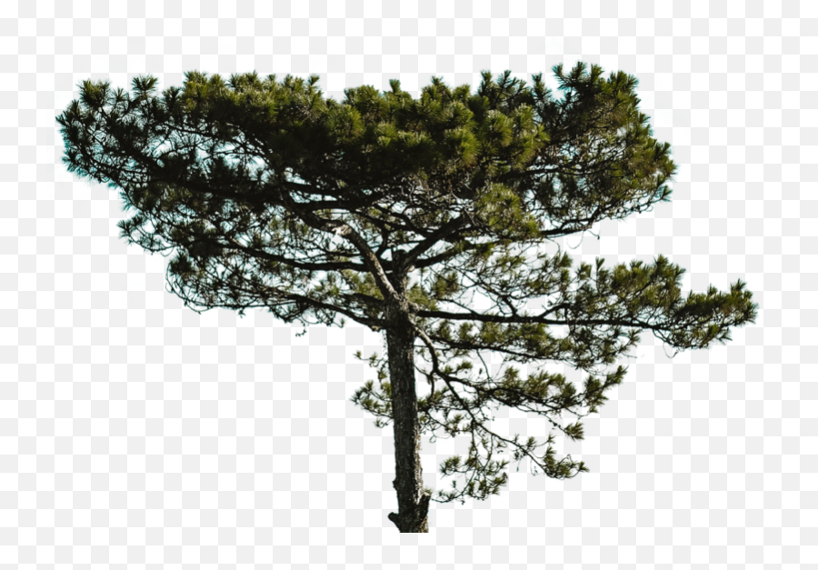 Big Tree Pngs Free Files In - Big Tree Pine Png,Fortnite Tree Png