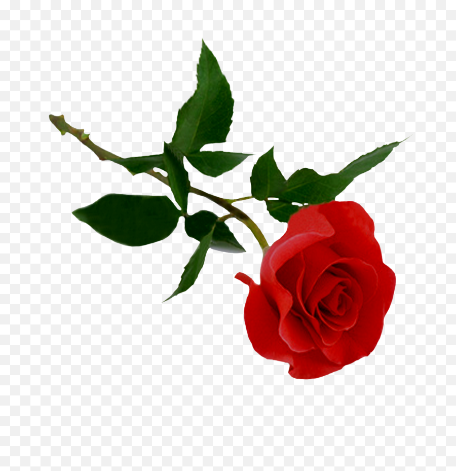 Red Rose Png Image - Hd Rose Png,Rose Transparent