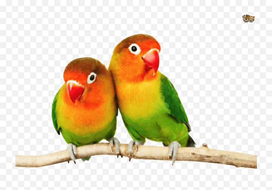 Love Birds Png Pic - Love Birds Png Files,Birds Png