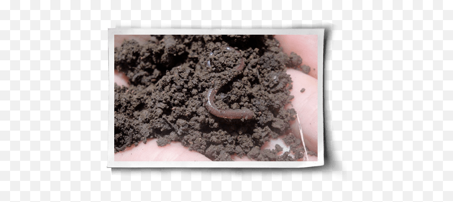 The Wonder Of Worms For Vegan - Organic Growing Caterpillar Png,Earthworm Png