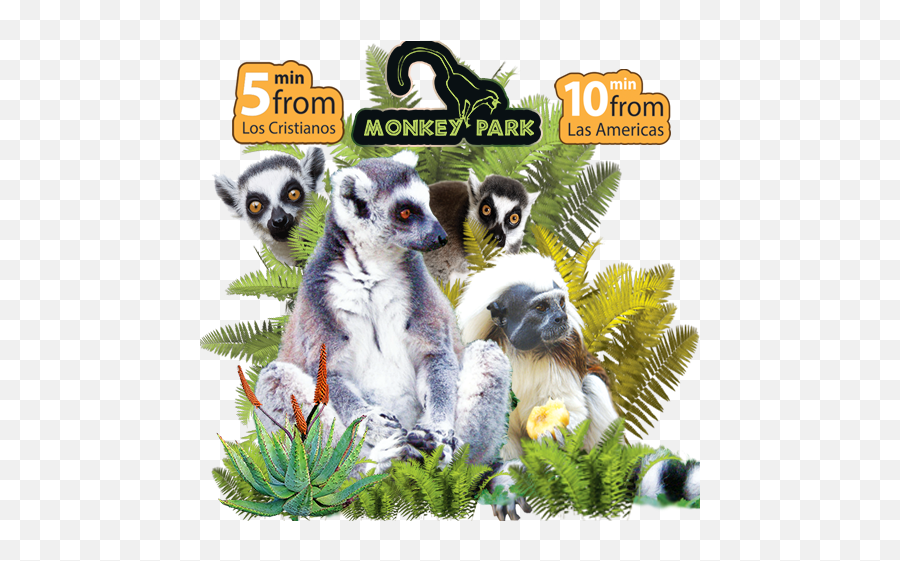 Mankey - Monkey Park Los Cristianos Transparent Png Linkin Park,Mankey Png