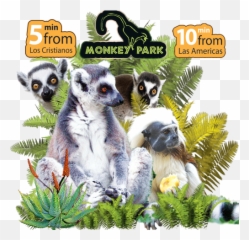 Mankey - Monkey Park Los Cristianos Transparent Png Linkin Park,Mankey Png