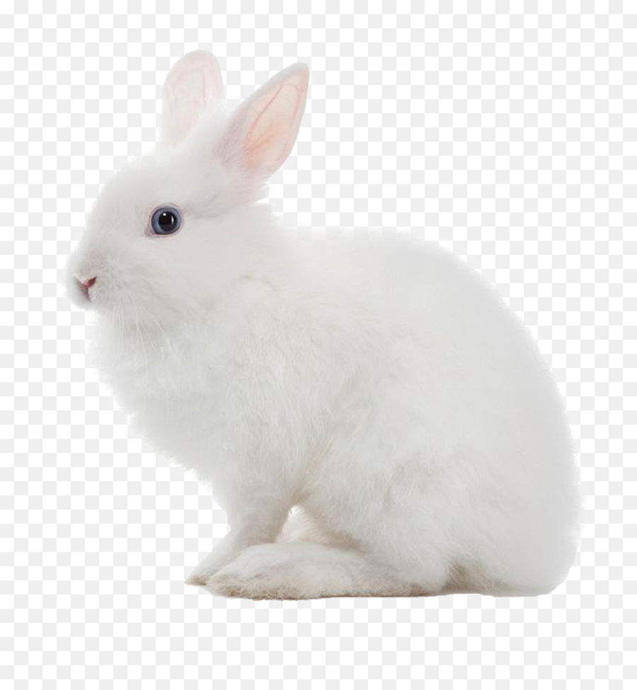 Download White Rabbit Png Image Transparent