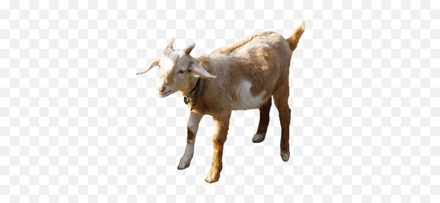 Clip Art Collection - Goat No Background Gif Png,Goat Transparent Background