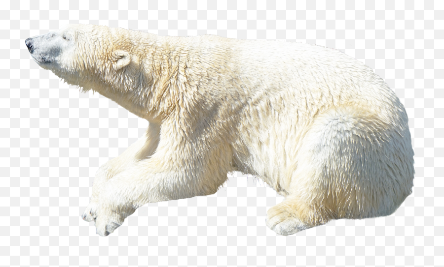 Download Polar Bear Png Image For Free - Polar Bear Png,Bear Transparent