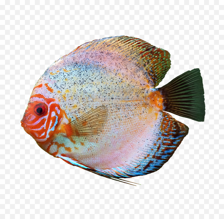 Discus Fish Free Png Image Transparent - Png Transparent Background Fish Png,Transparent Backround