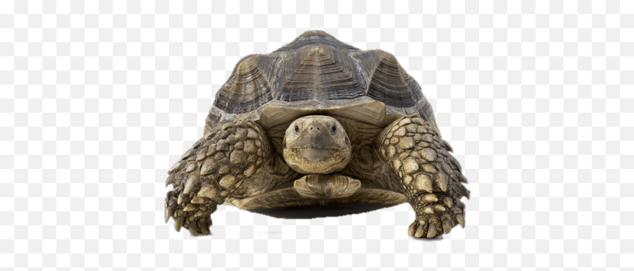 Download Tortoise Front View - Slow Heart Png,Tortoise Png
