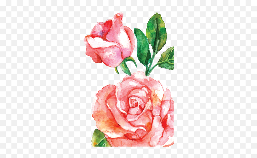 Watercolor Roses Images - Pink Watercolor Png Flowers,Watercolor Roses Png