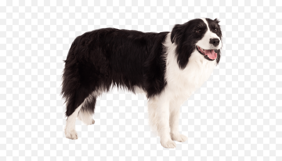 Download Hd Mostly Black Border Collie - Border Collie Ears Back Png,Border Collie Png