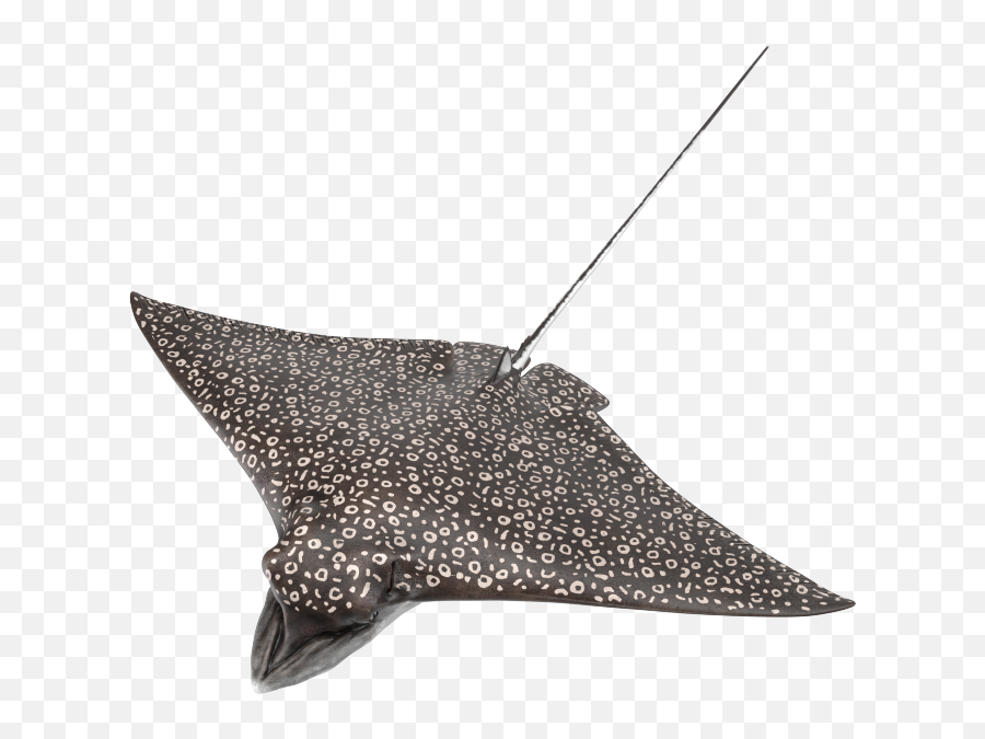 Fishes Collection 3d Molier International - 3d Modeling Png,Manta Ray Png