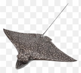 Fishes Collection 3d Molier International - 3d Modeling Png,Manta Ray Png
