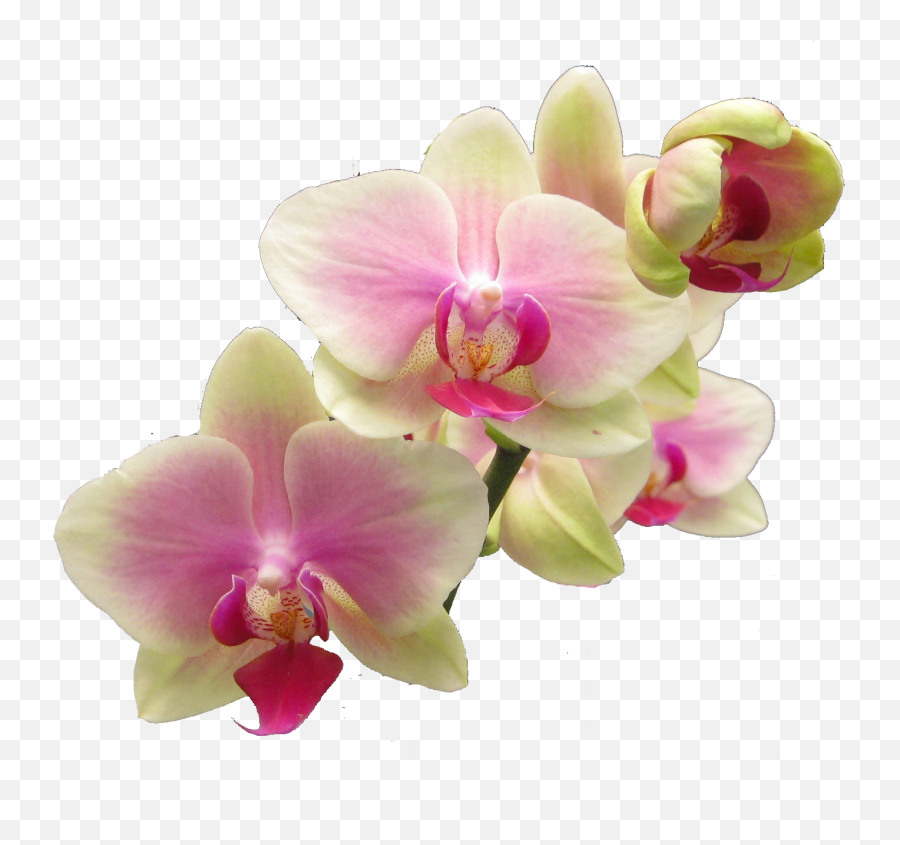 Download Hd Flower - Realistic Flowers Clip Art Transparent Realistic Flower Clip Art Png,Flowers Clip Art Png
