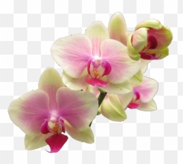 Download Hd Flower - Realistic Flowers Clip Art Transparent png