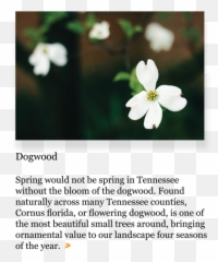 2019studyabroad - Jasmine Png,Dogwood Png