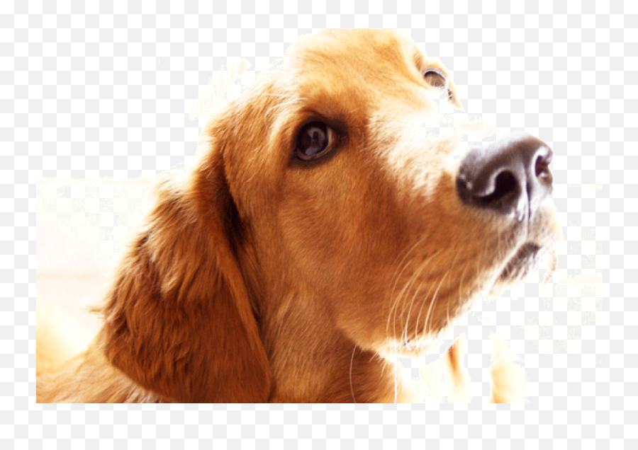 Golden Retriever - Some Dogs Come Into Our Lives Png,Golden Retriever Png