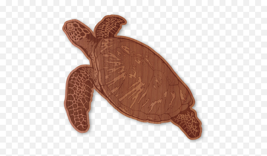 Download Hawksbill Sea Turtle - Hawksbill Sea Turtle Png,Sea Turtle Png