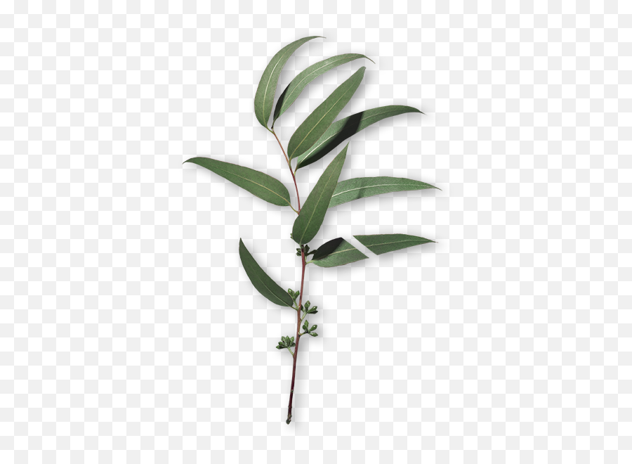 Cica - Twig Png,Eucalyptus Png