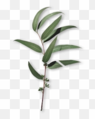 Cica - Twig Png,Eucalyptus Png