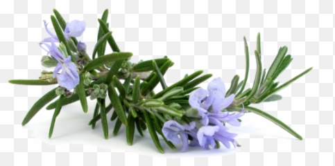Full Size Png Image - Rosmarinus Officinalis Png,Rosemary Png