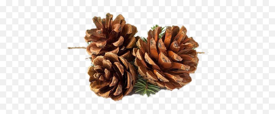Pinecone Transparent Images Png - Stock Photography,Pinecone Png