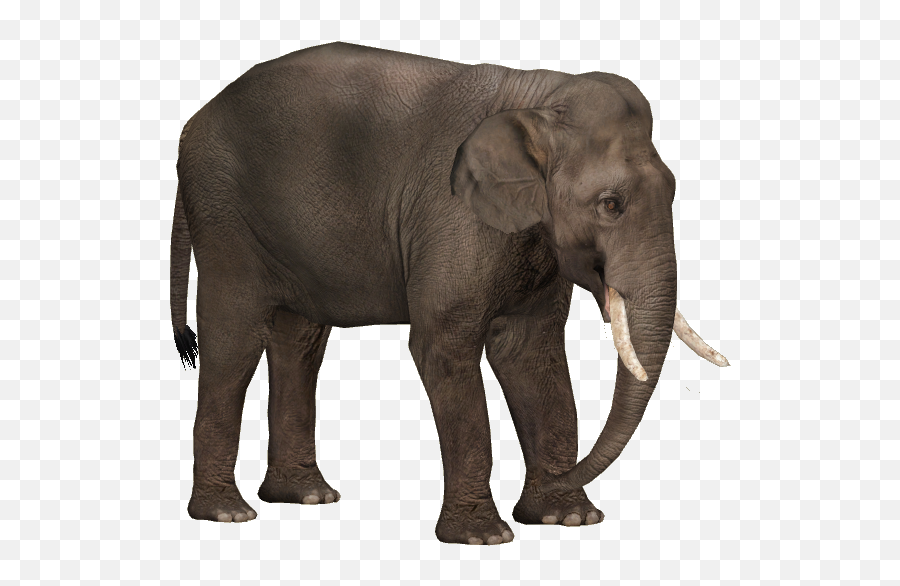 Sumatran Elephant Png Free - Sumatran Elephant Transparent Background,Elephant Transparent