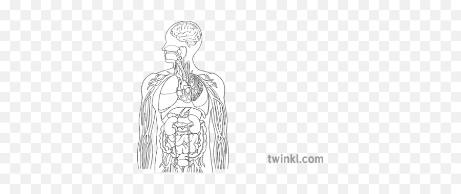 Human Body Respiratory Urinary - Human Body Black And White Organs Png,Digestive System Png