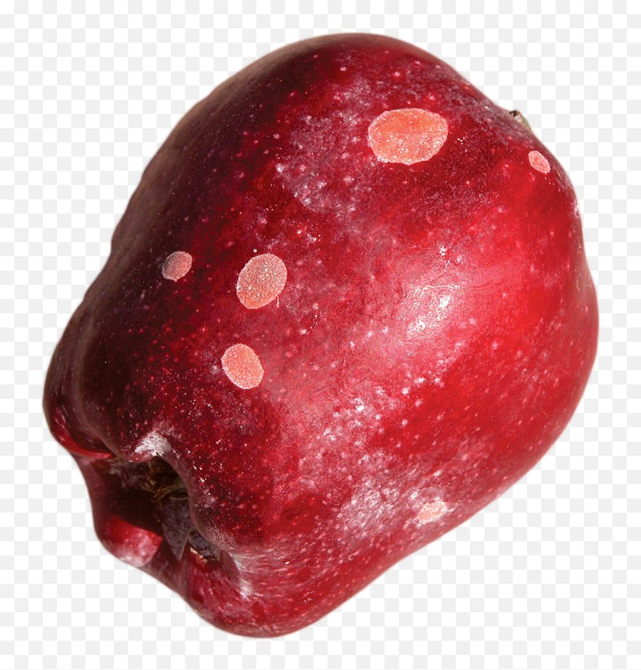 Mechanical Field Injury - Mechanical Damage Of Fruits Png,Bruise Transparent