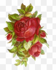 Library Of Vintage Flower Banner - Rosa Antigua png