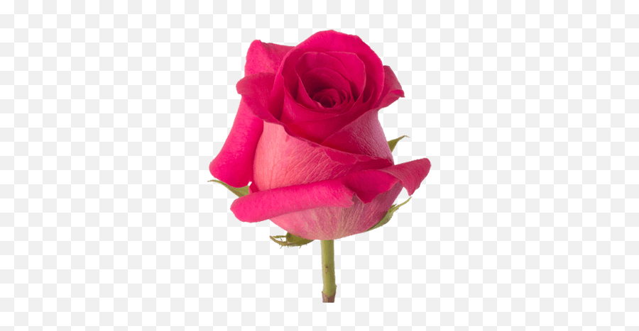 Download Pink Roses - Dark Pink Roses Png Png Image With No Floribunda,Real Rose Png