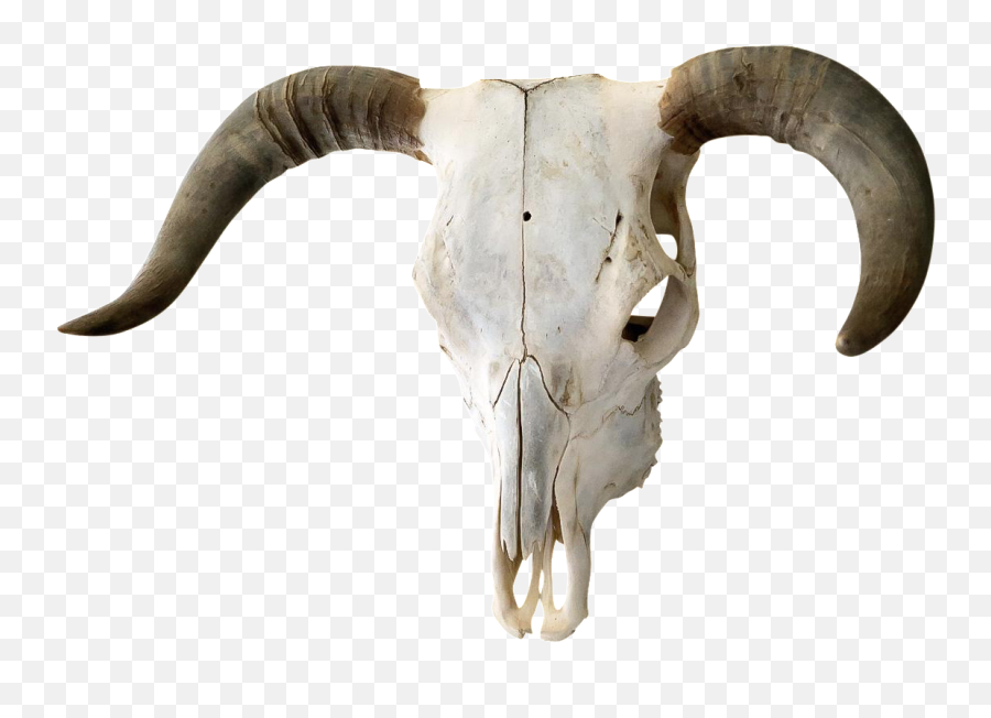 Skull Png Transparent U0026 Clipart Free Download - Ywd Transparent Bull Skull Png,Skull Png Transparent